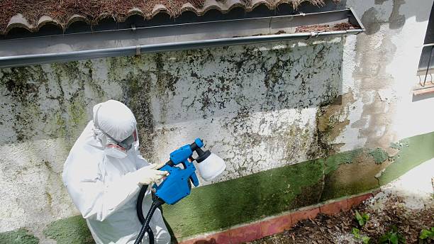 Top rated local Mold Remediation specialists in Medford, MA